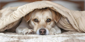 Do Dogs With Elevated Liver Enzymes Need Liver Supplements? Vet Insights and Natural Support Options