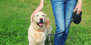Platelet Supplements for Dogs with Low Platelet Counts: A Safer, Natural Way to Support Recovery