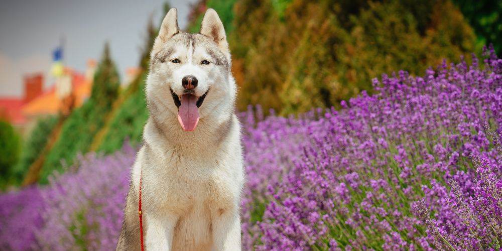 Best Probiotic Supplements for Cats with Sensitive Stomachs: A Gentle Ayurvedic Approach