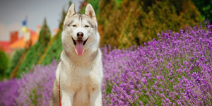 Best Probiotic Supplements for Cats with Sensitive Stomachs: A Gentle Ayurvedic Approach