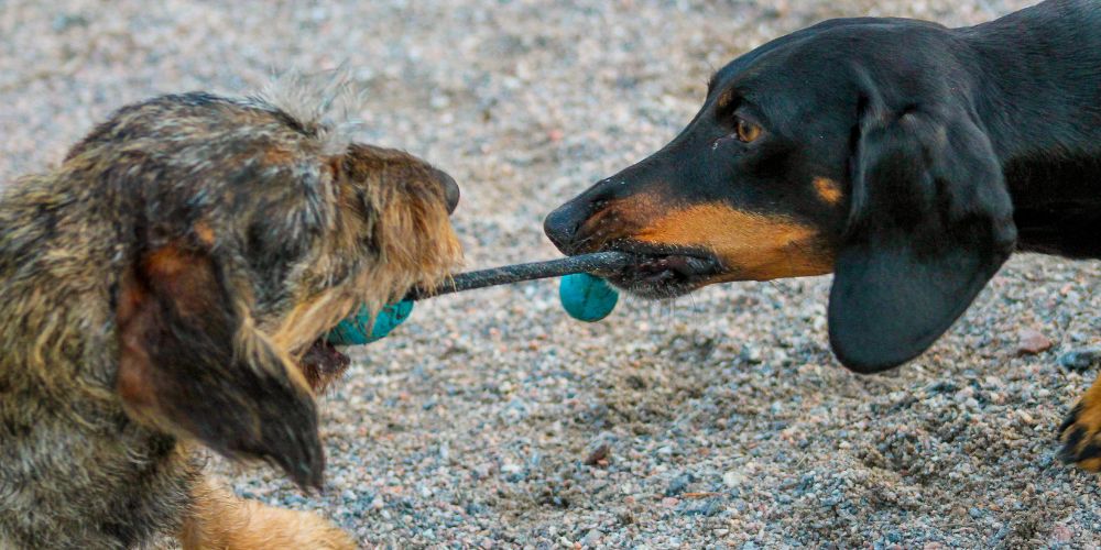 What to Feed a Dog With Elevated Liver Enzymes: Foods to Choose and Foods to Avoid