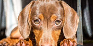 Why Daily Eye Cleaning Is Important for Dogs with Sensitive Eyes