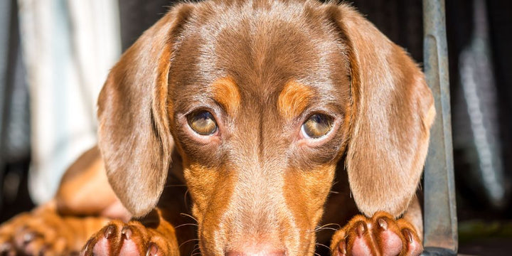 Why Daily Eye Cleaning Is Important for Dogs with Sensitive Eyes