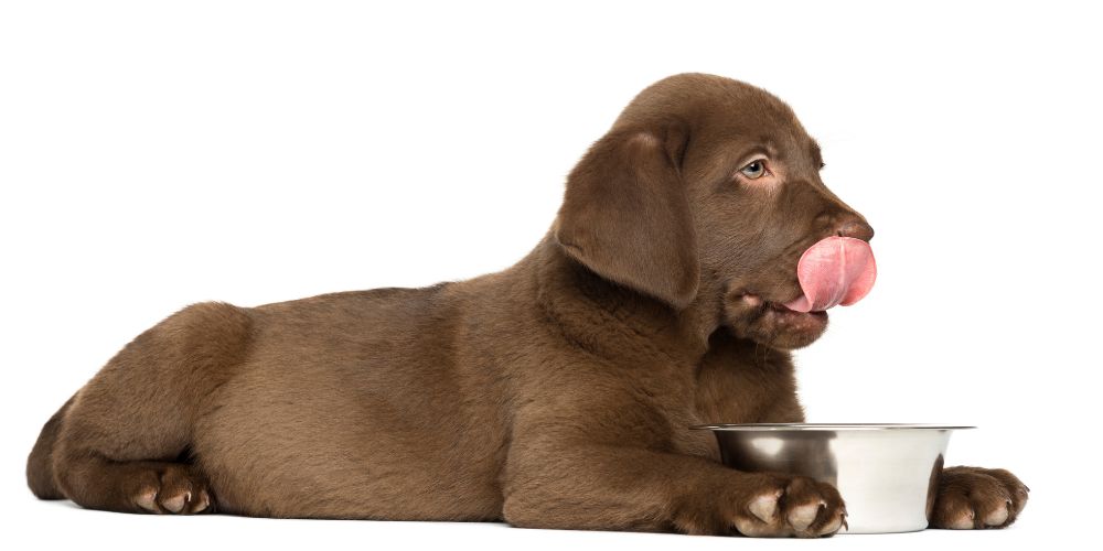 7 Early Signs of Liver Problems in Dogs Every Owner Should Know