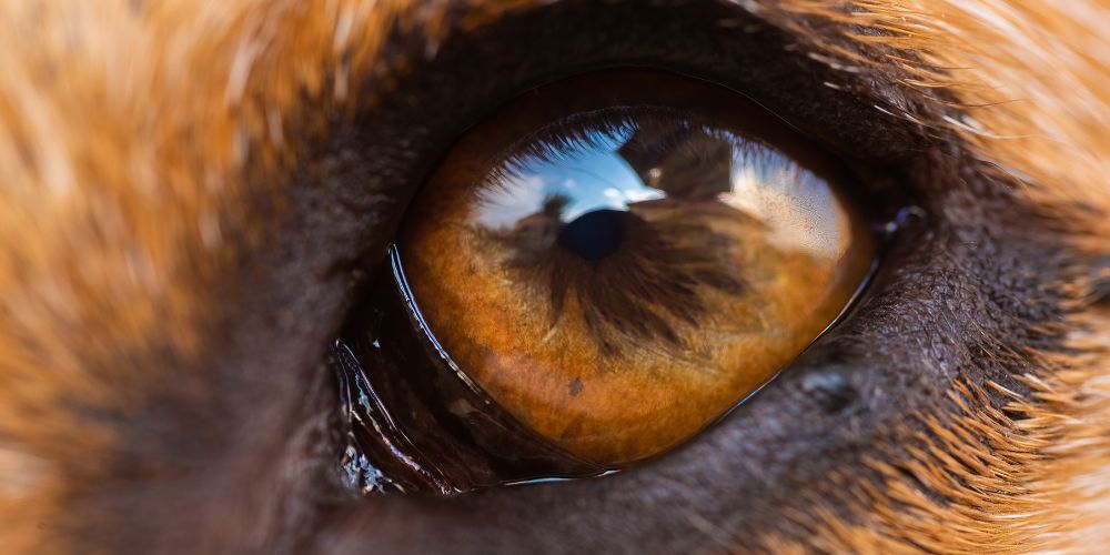 Dry Eyes in Dogs: Signs, Causes & Daily Eye Care Tips