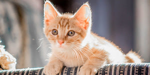 How to Clean Cat Ears Safely at Home Without Hurting Your Pet
