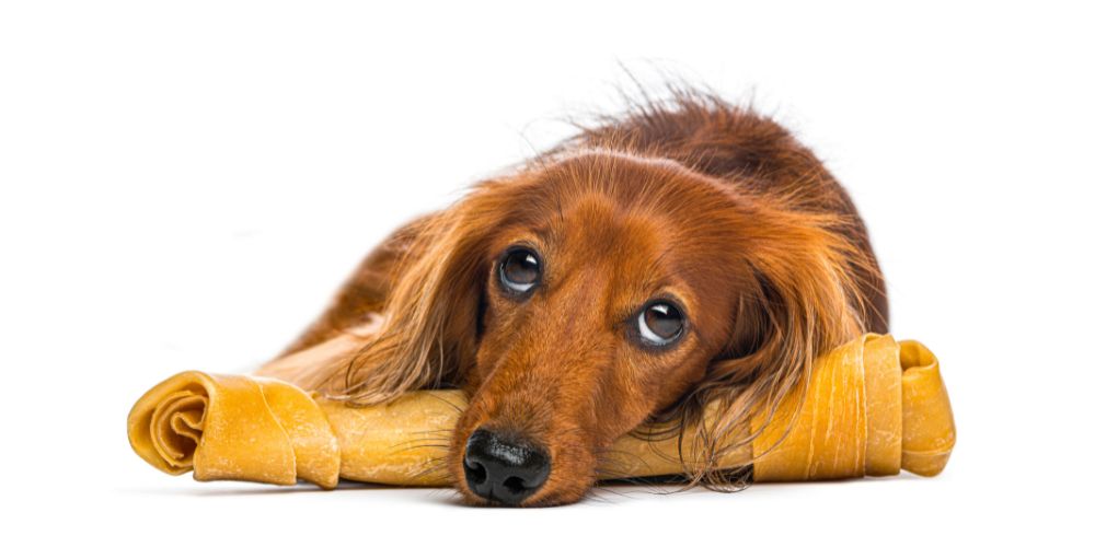 Can Dog Probiotics Actually Help With Frequent Loose Stools?