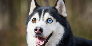 Best Eye Drops for Dogs with Watery Eyes: Causes, Symptoms & Natural Relief